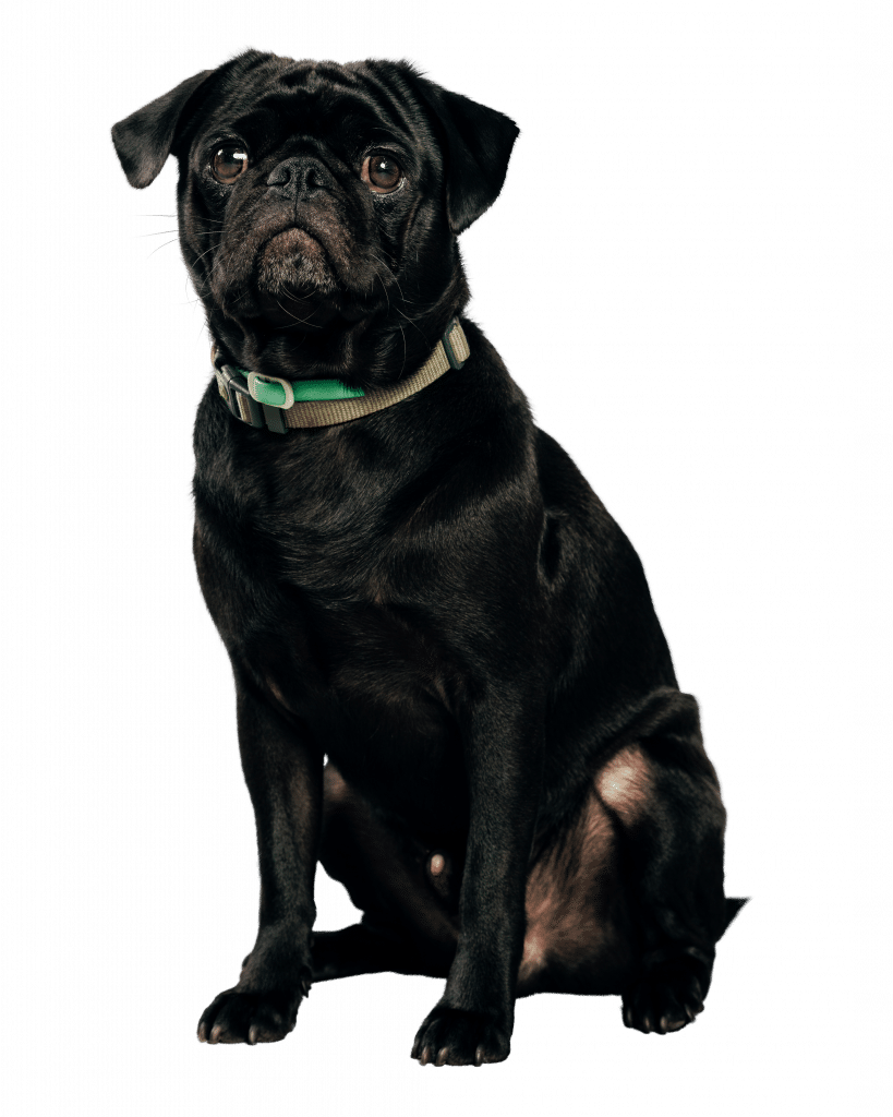 Rudi von Schneider Elektrotechnik (Bürohund)